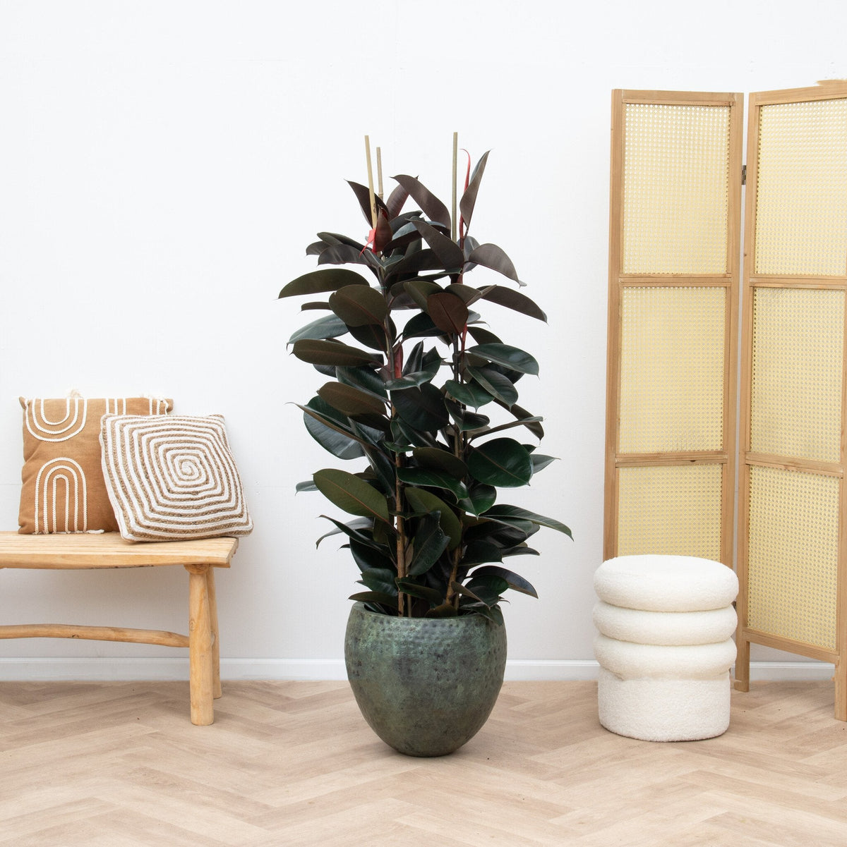 Cuidado del Ficus Elastica Robusta verzorging - Green Bubble