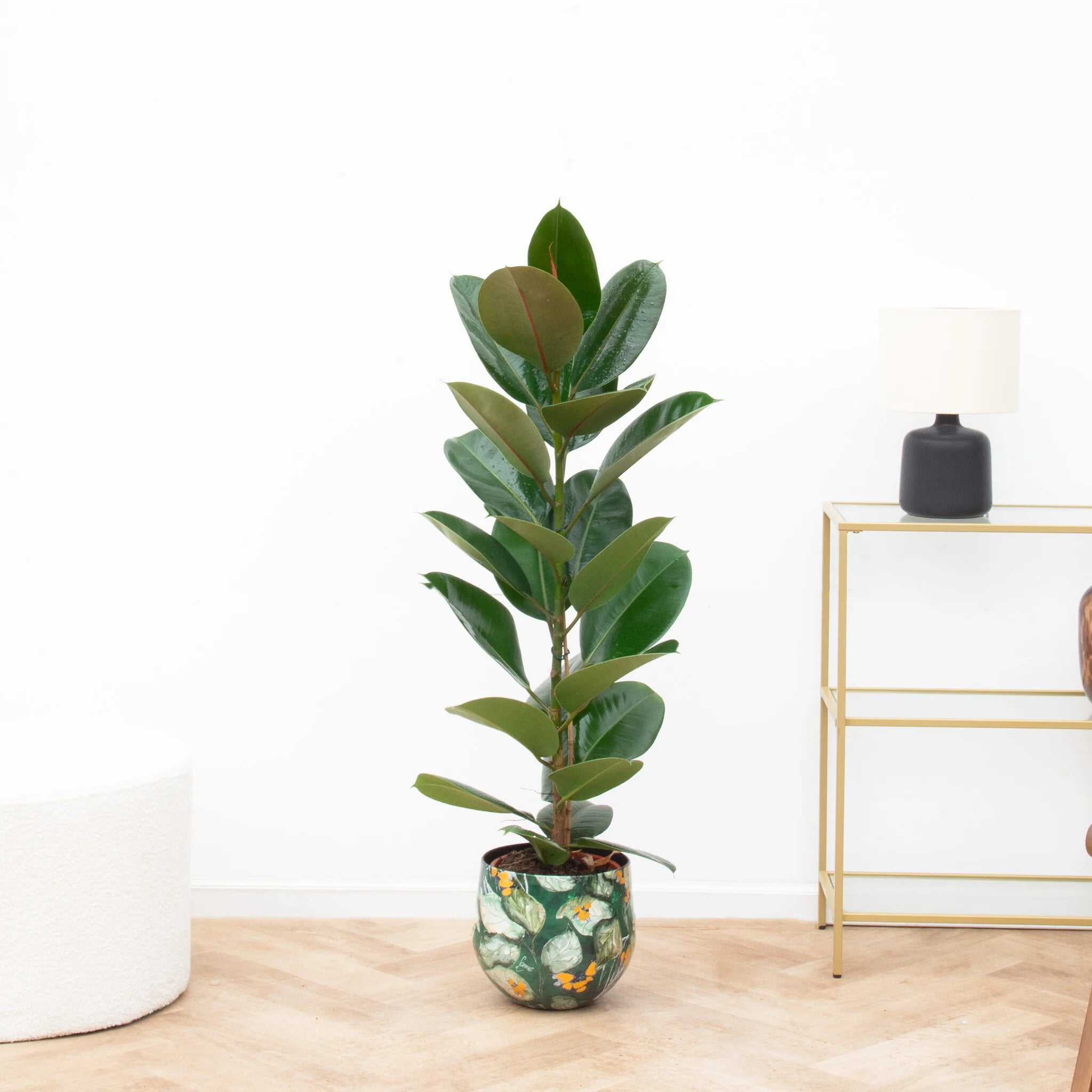 Ficus Elastica Robusta - 90cm | Green Bubble