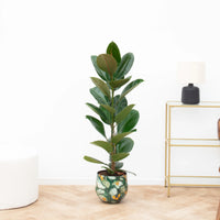 Ficus Elastica Robusta Strauch - 90cm