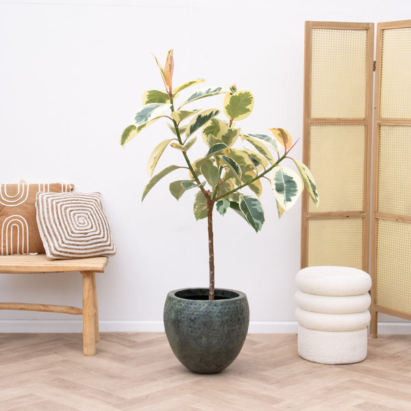 Ficus Elastica Tineke op stam - 110 cm