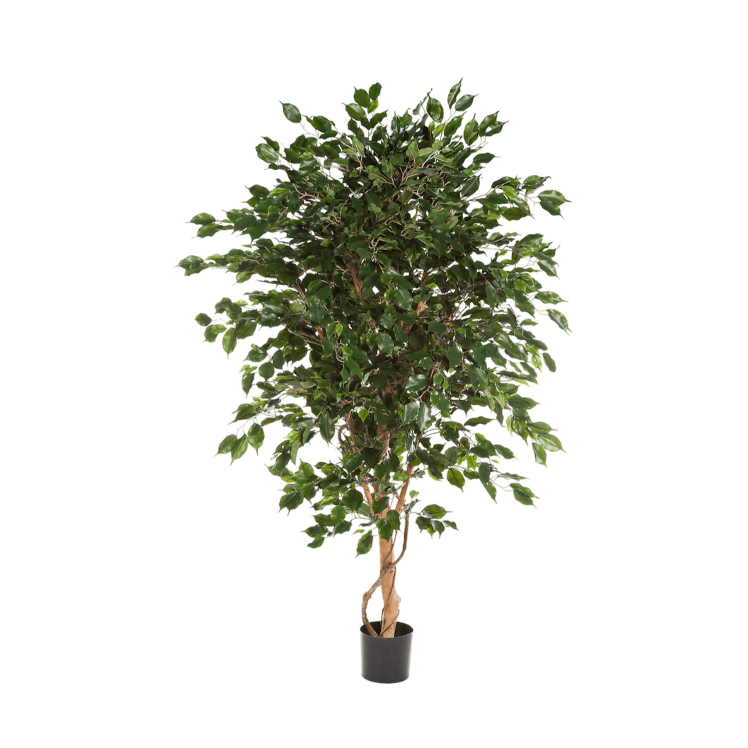 Ficus Exotica Kunstpflanze | 180 cm