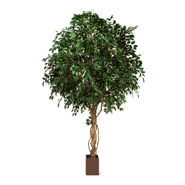 Ficus Exotica kunstplant - 315 cm