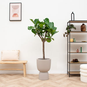 Combi deal - Ficus Lyrata boom inclusief elho Pure Coupe - 210 cm