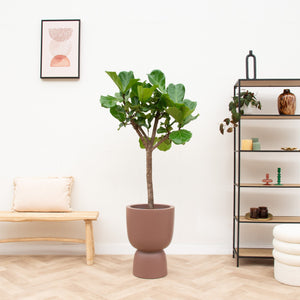 Combi deal - Ficus Lyrata boom inclusief elho Pure Coupe - 210 cm