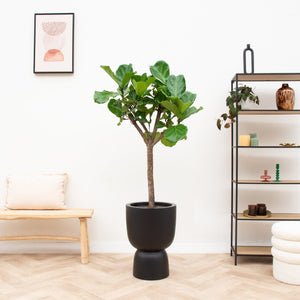 Combi deal - Ficus Lyrata boom inclusief elho Pure Coupe - 210 cm