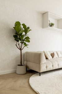 Ficus Lyrata tree - 150cm