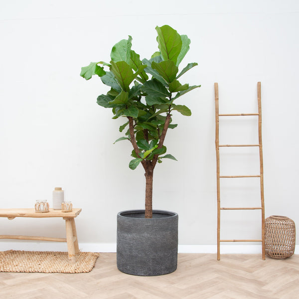 Ficus Lyrata tree - 150cm