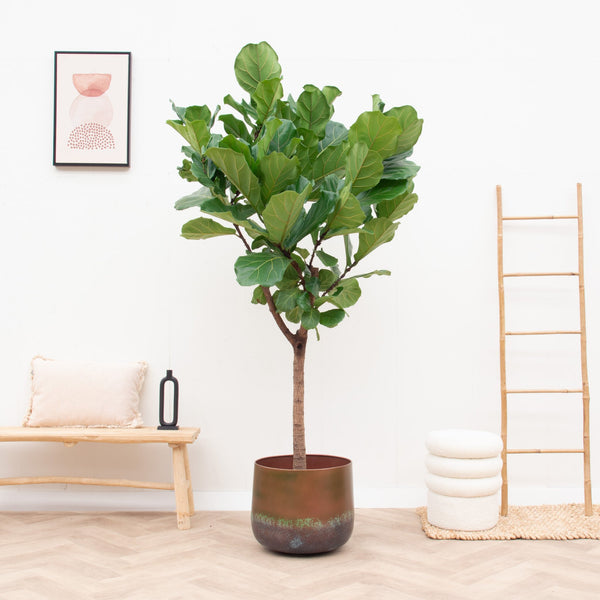 Ficus Lyrata boom XXL - 200cm