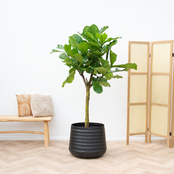 Ficus Lyrata tree XXL - 210cm