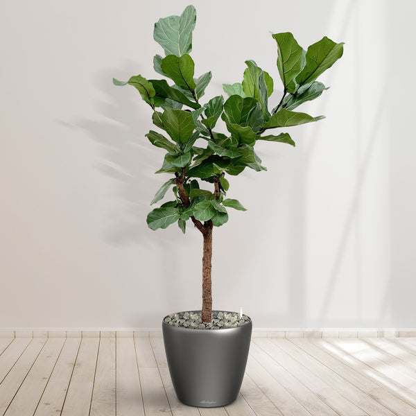 Ficus Lyrata Baum einschließlich selbstbewässernde-topf Joy Anthrazit L - 200cm