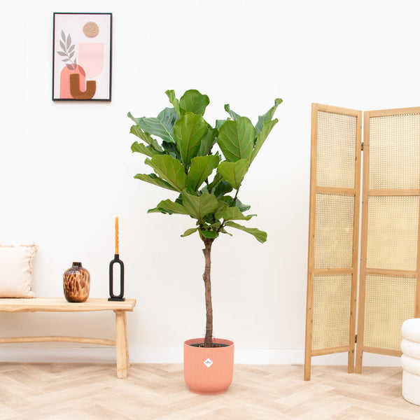 Combi deal - Ficus Lyrata op stam inclusief elho Vibes Fold Round - 160cm