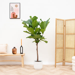 Combi deal - Ficus Lyrata op stam inclusief elho Vibes Fold Round - 160cm