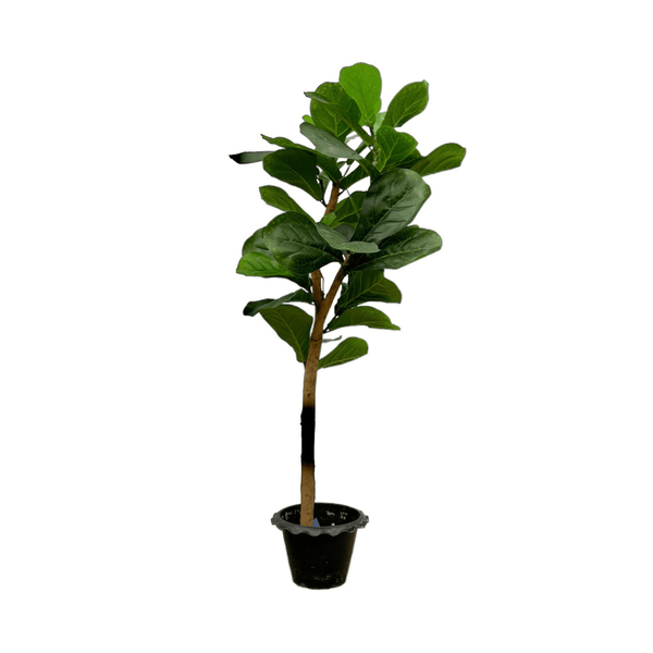 Kunst Ficus Lyrata op stam - 150cm