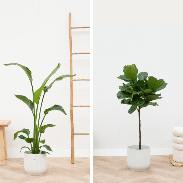 Combideal - Strelitzia Nicolai - 130cm + Ficus Lyrata stam - 130cm