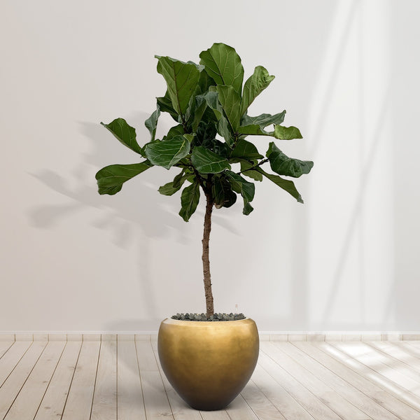 Combideal - Ficus Lyrata Stamm einschließlich selbstbewässernde-topf Nora Matt Honey S - 160cm