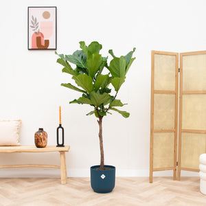 Combi deal - Ficus Lyrata op stam inclusief elho Vibes Fold Round - 160cm