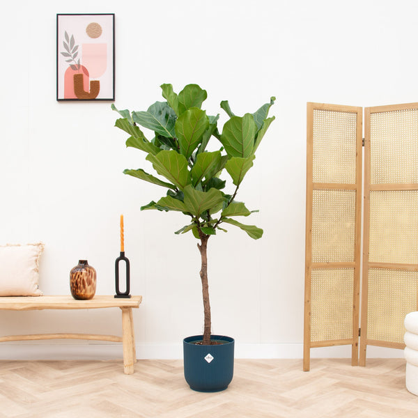 Combi deal - Ficus Lyrata op stam inclusief elho Vibes Fold Round - 160cm