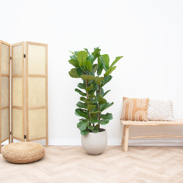 Ficus Lyrata Strauch - 160cm