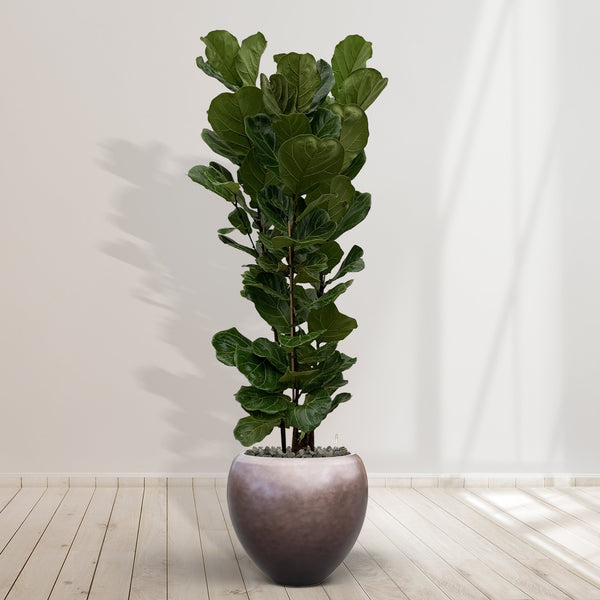 Combideal - Ficus Lyrata Strauch einschließlich selbstbewässernde-topf Nora Matt Coffee M - 200cm