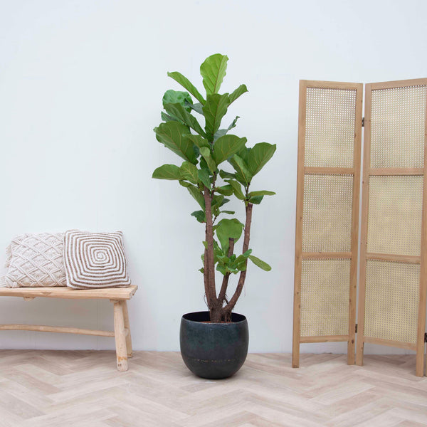 Ficus Lyrata verzweigt - 130cm kopen bij Green Bubble