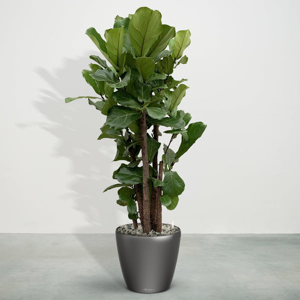 Combideal - Ficus Lyrata verzweigt einschließlich selbstbewässernde-topf Joy Anthrazit L - 190cm