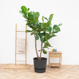Product afbeelding 2