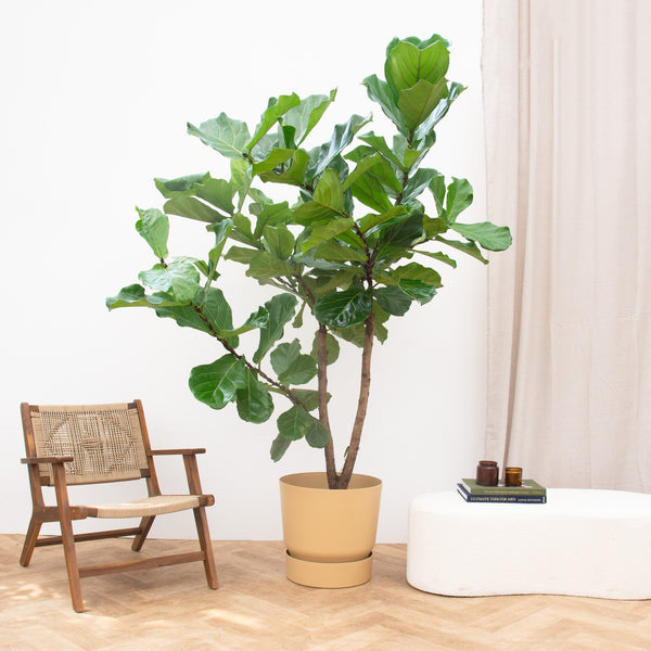 Ficus Lyrata verzweigt XXXL - 275cm kopen bij Green Bubble