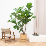 Product afbeelding 1