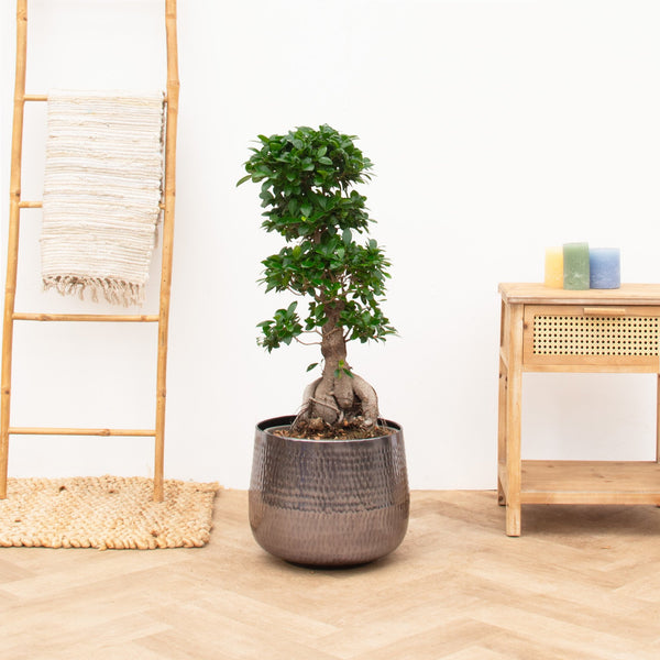 Ficus Microcarpa Ginseng - 85 cm