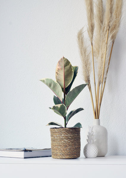 Ficus Tineke (plante à caoutchouc) - 55cm