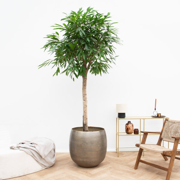 Ficus Amstel King - 250cm