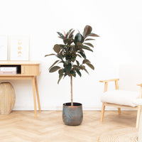 Combi deal - Ficus Elastica Abidjan inclusief Jolien Mystic Blue - 140cm