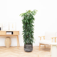 Ficus Alii king zuil - 200cm