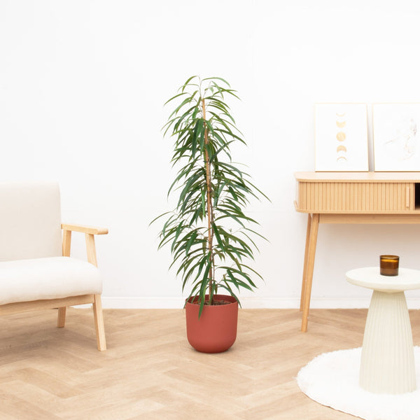 Ficus Amstel king struik - 120cm