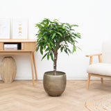 Product afbeelding 2