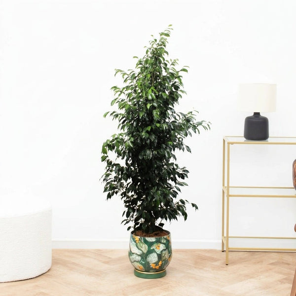 Ficus Benjamina Danielle - 180cm kopen bij Green Bubble