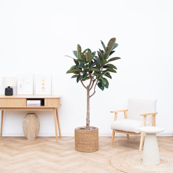 Ficus Elastica Burgundy op stam – 180cm kopen bij Green Bubble