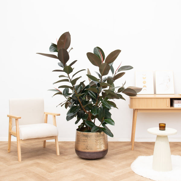 Ficus Elastica Abidjan struik de luxe - 140cm