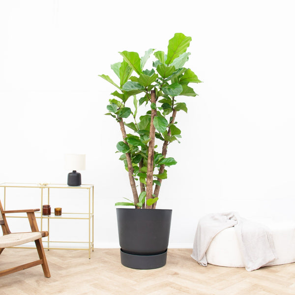 Ficus Lyrata vertakt XXL - 220 cm