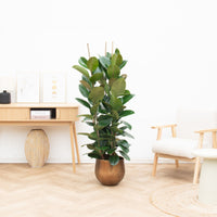 Ficus Robusta struik - 120cm