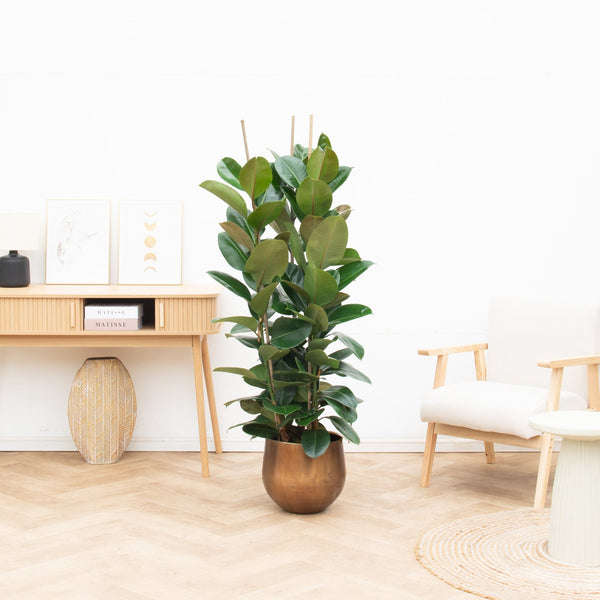 Ficus Robusta struik - 120cm