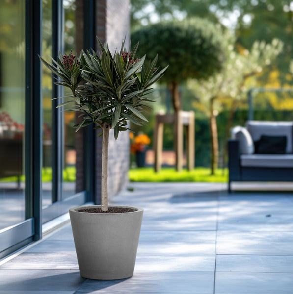 Nerium Oleander on stem - 100cm