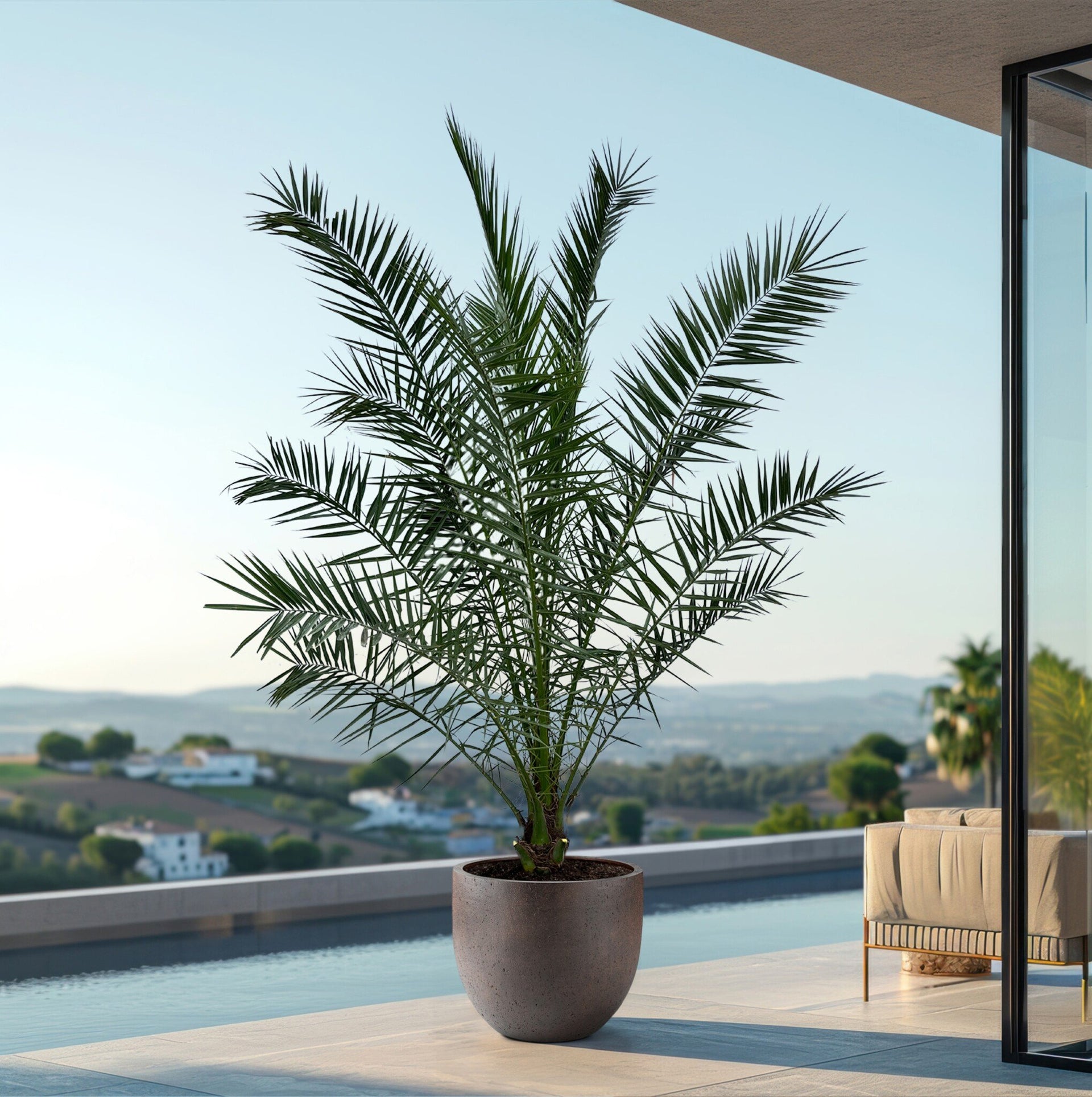 phoenix palm plant Phoenix Canariensis | 300cm