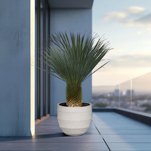 Yucca Rostrata - 160cm