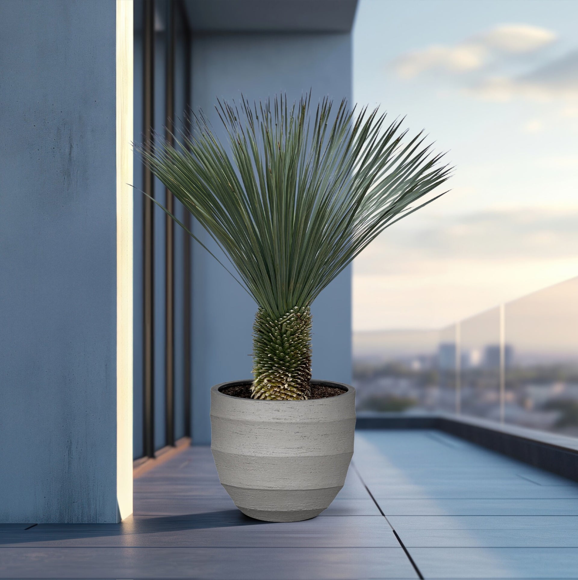 pot size for yucca plant Yucca Rostrata | 170cm | Order online