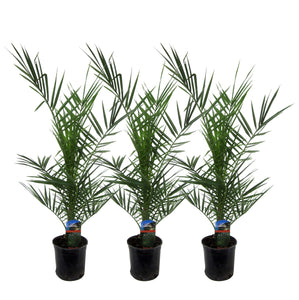 Combideal - 3x Phoenix Canariensis - 80cm