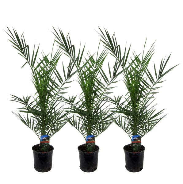 Combideal - 3x Phoenix Canariensis - 80cm