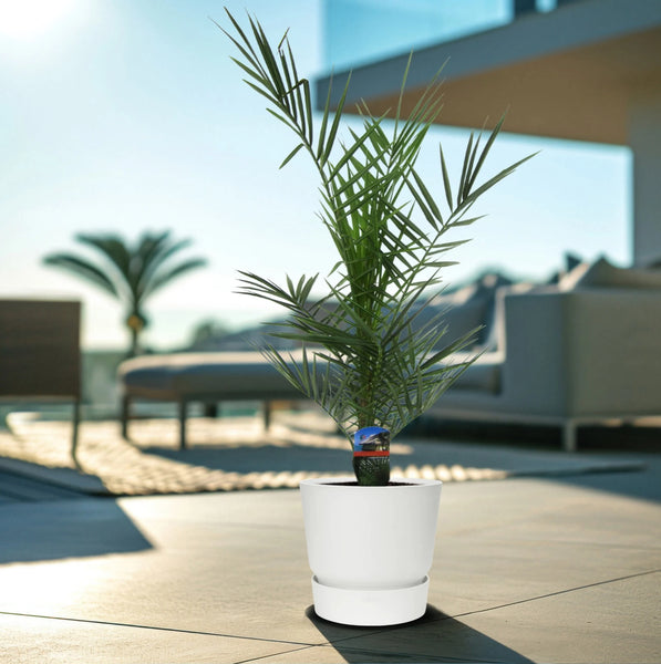 Phoenix Canariensis dubbelstam - 80cm