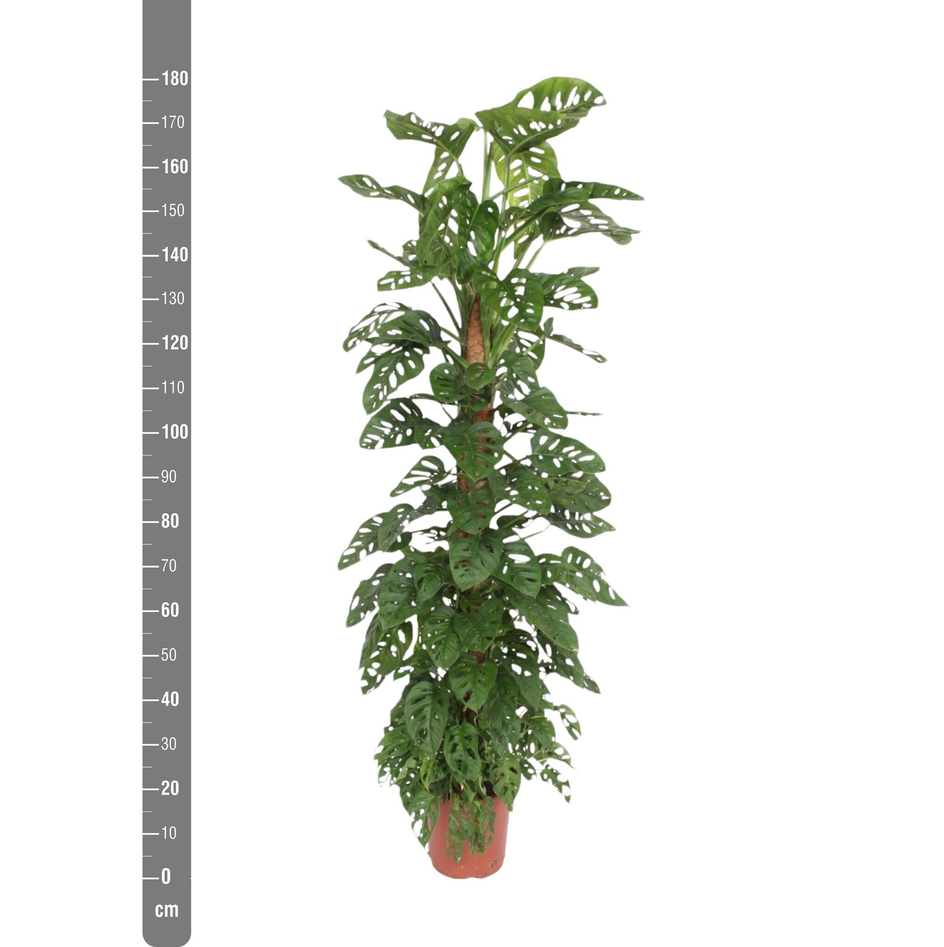 Monstera Monkey Leaf | 170cm