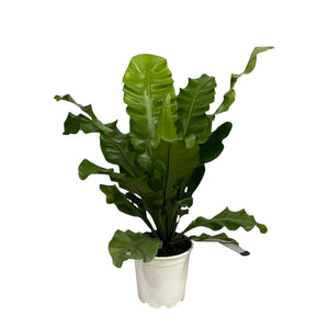 Asplenium Nidum - 80cm